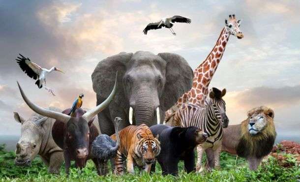 Quiz sur Animaux